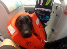 dog swims with dolphins