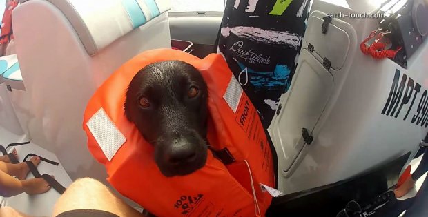 dog swims with dolphins