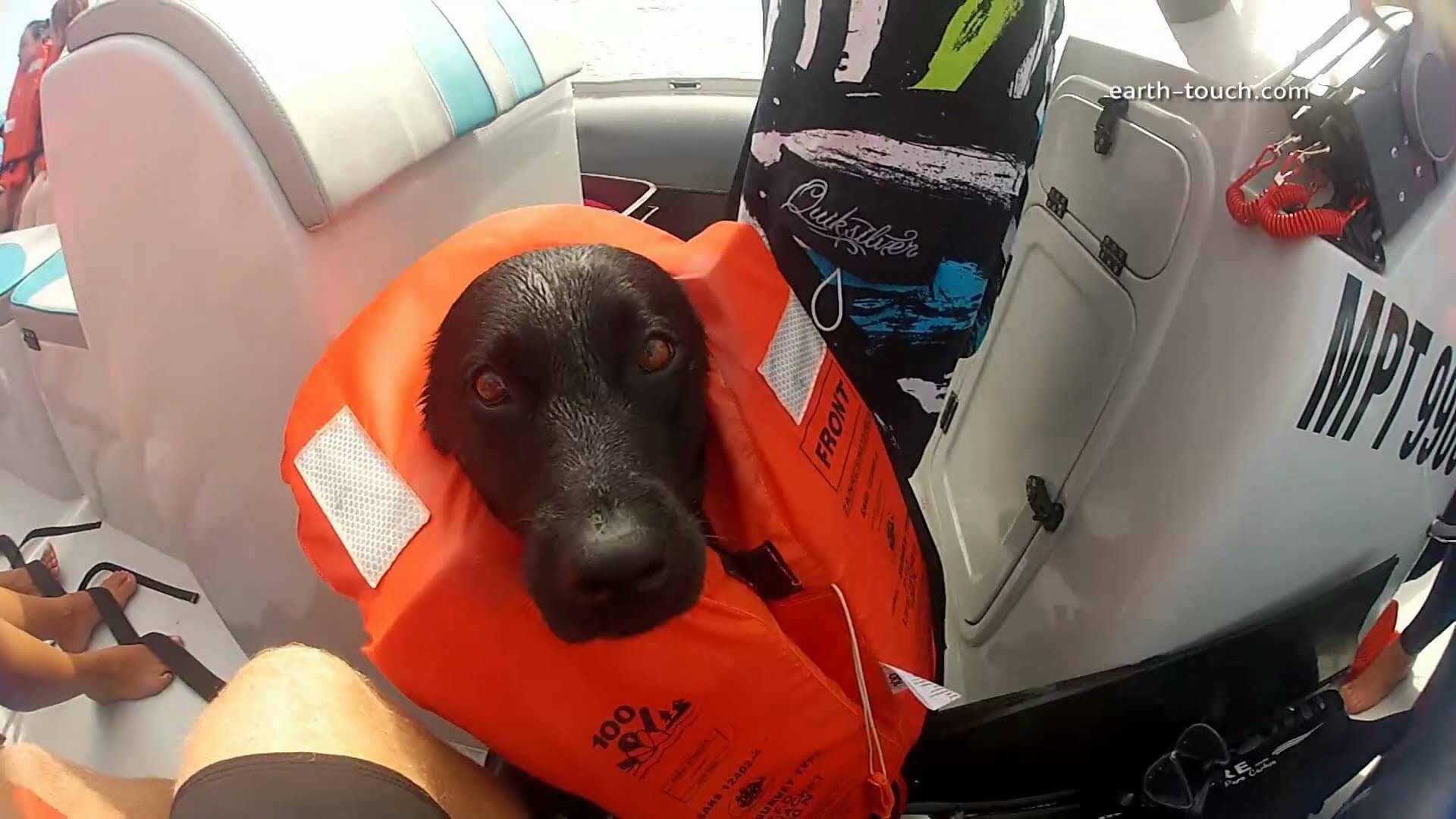 dog swims with dolphins