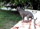 trained pit bull