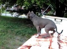 trained pit bull