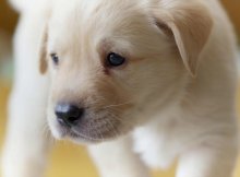 yellow labrador puppy