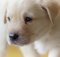 yellow labrador puppy