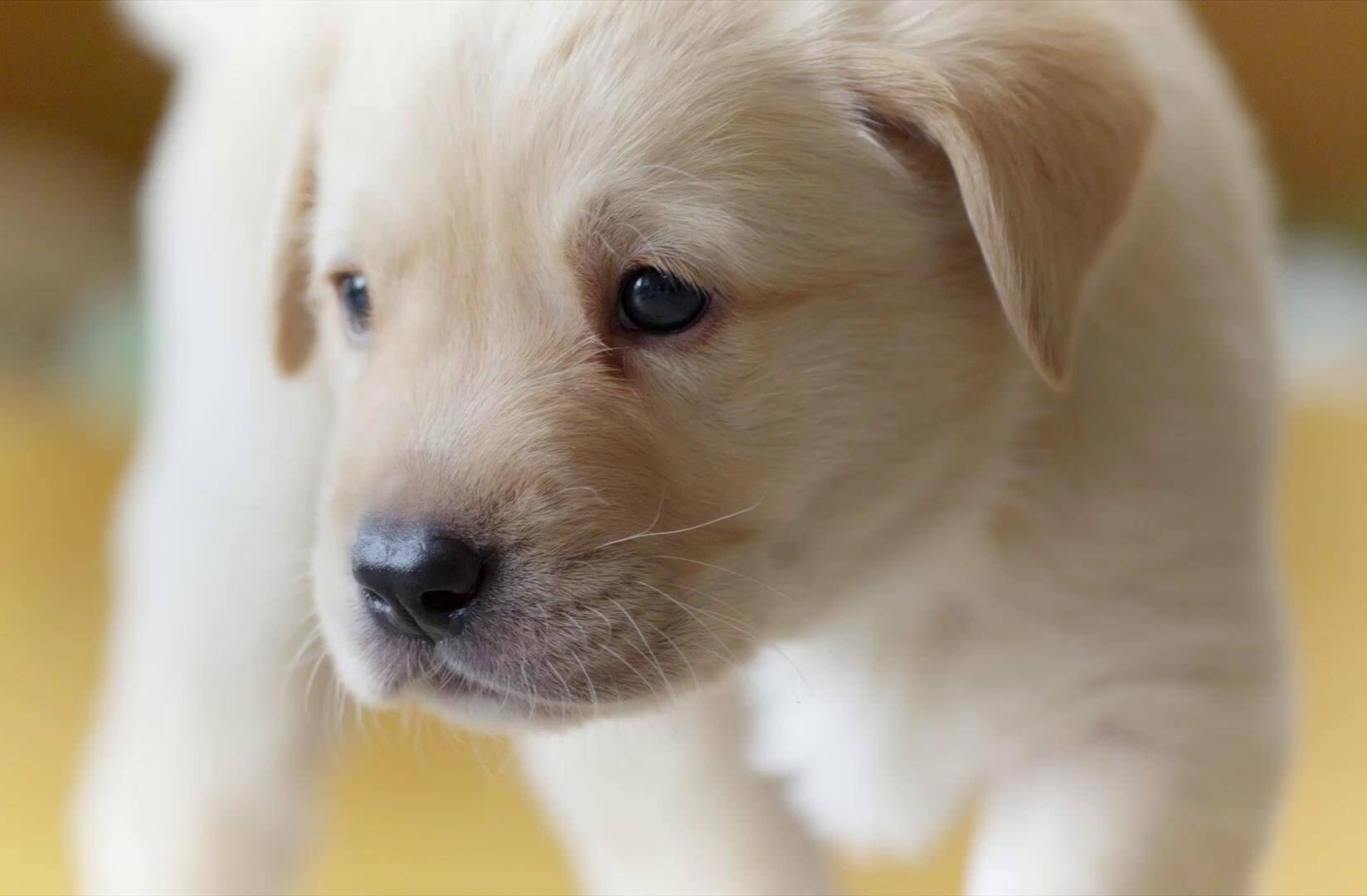 yellow labrador puppy