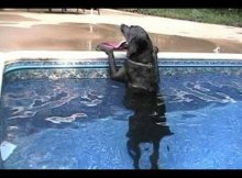 choc lab