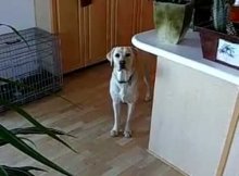 labrador fetching a beer