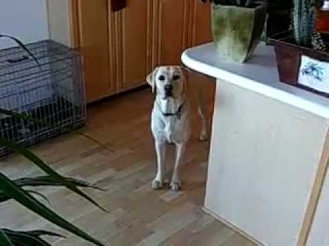 labrador fetching a beer