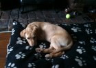 Lab Puppy Growing