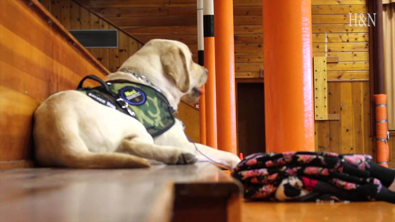 labrador service dog