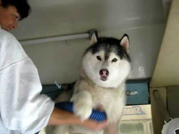 cry baby husky