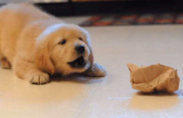 anni-puppy-with-lunch-bag-2