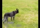 well-trained dog