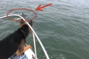 german shepherd saw dolphin