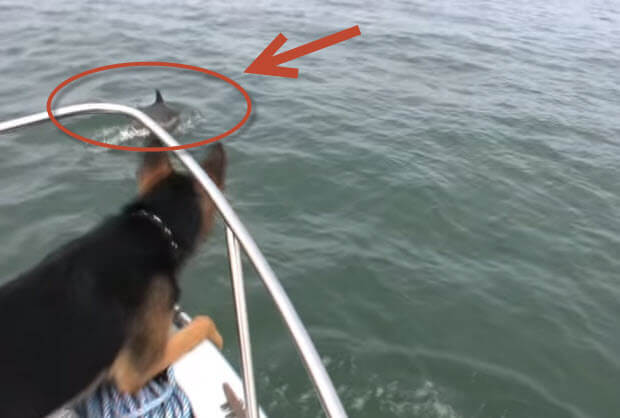 german shepherd saw dolphin