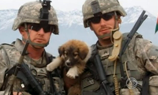 dogs-save-soldiers-lives-unbelievable