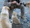 dogs save soldiers lives