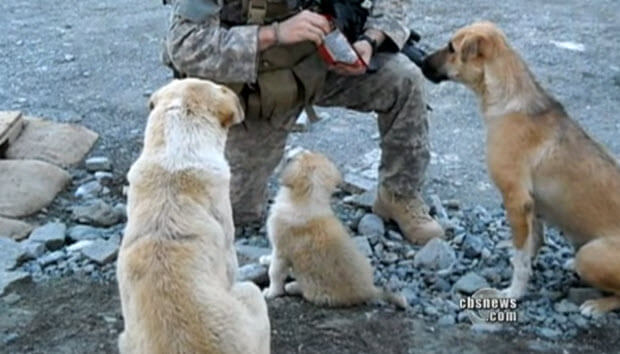 dogs save soldiers lives
