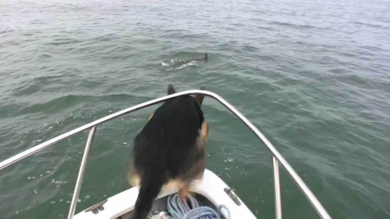 This German Shepherd Saw Dolphin What Happens Next Is Unbelievable