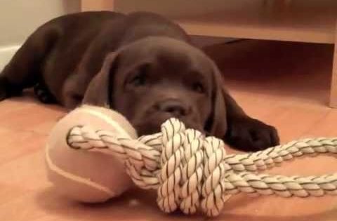 Choc Lab Puppy
