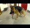 gsd with spine defect