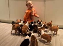 16 basenji puppies