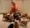 16 basenji puppies