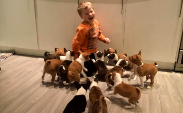 16 basenji puppies