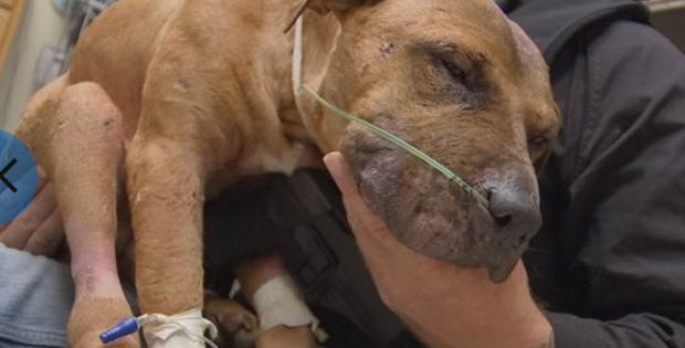 rescued pit bull