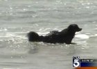 Bernese Mountain Dog Rescues Couple