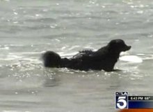 Bernese Mountain Dog Rescues Couple