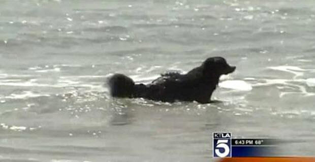 Bernese Mountain Dog Rescues Couple