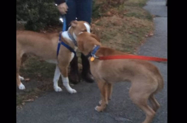 brothers-adopted-4months-apart-by-family