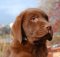 Healthiest Dog Foods
