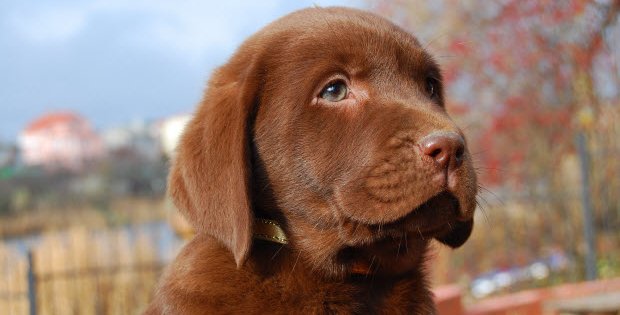 Healthiest Dog Foods