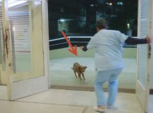 man stroke dog follows