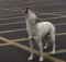 dog howls abandoned by owner in empty parking lot