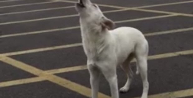 dog howls abandoned by owner in empty parking lot