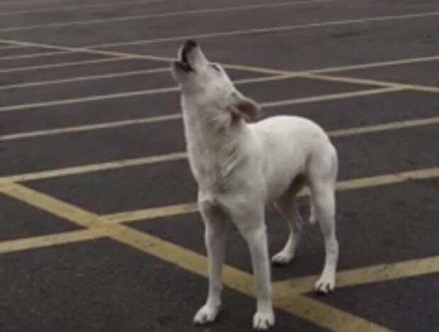 dog howls abandoned by owner in empty parking lot