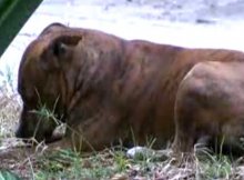 dog left behind by an evicted family