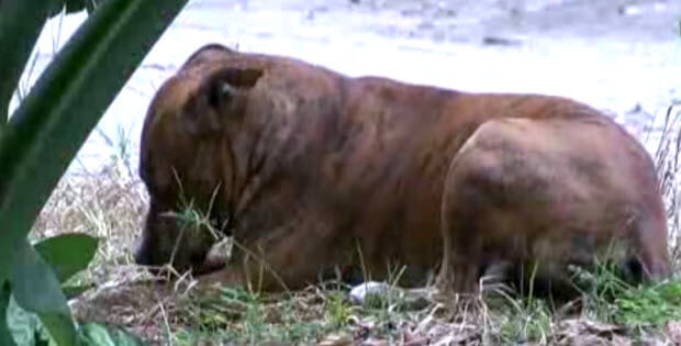 dog left behind by an evicted family