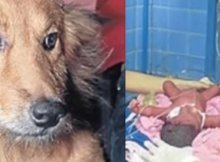 dog saves newborn from dumpster