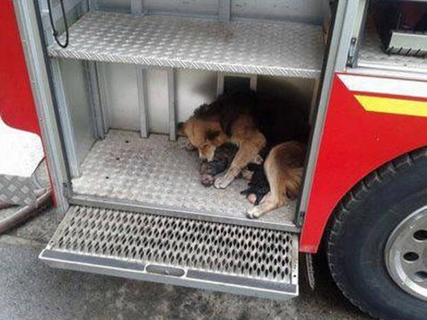 dog-saves-puppies-burning-house-2