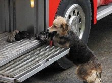 dog runs into burning building