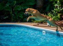 Risks Dog Play in Water