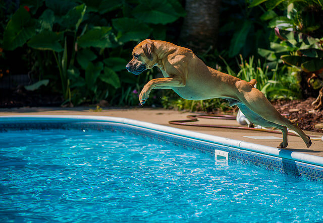 Risks Dog Play in Water