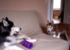 huskies argue who owns purple toy
