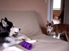 huskies argue who owns purple toy
