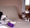 huskies argue who owns purple toy