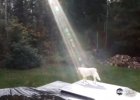fallen soldier's dog