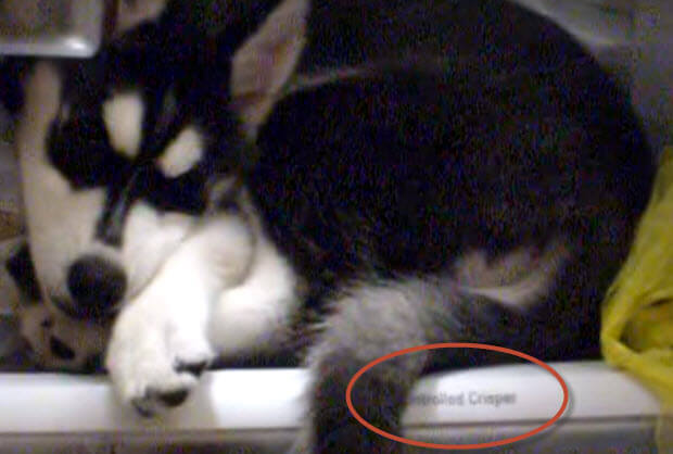 husky-refrigerator-2